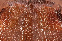 Thumbnail for Gazelle Deer Animal Print Natural Cowhide Rug - X-Large 6' 10