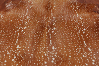 Thumbnail for Gazelle Deer Animal Print Natural Cowhide Rug - X-Large 6' 8