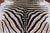 Zebra Animal Print Natural Cowhide Rug - XX-Large 7' 10"H x 6' 6"W