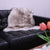 100% Natural New Zealand Sheepskin Wolf 2' 0" x 3' 0"
