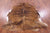 Brindle Brown Natural Cowhide Rug - Large 6'5"H x 6'1"W