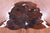Brindle Natural Cowhide Rug - Large 6'10"H x 6'4"W