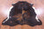 Brindle Natural Cowhide Rug - Medium 6'3"H x 5'7"W