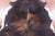 Brindle Natural Cowhide Rug - Medium 6'3"H x 5'7"W